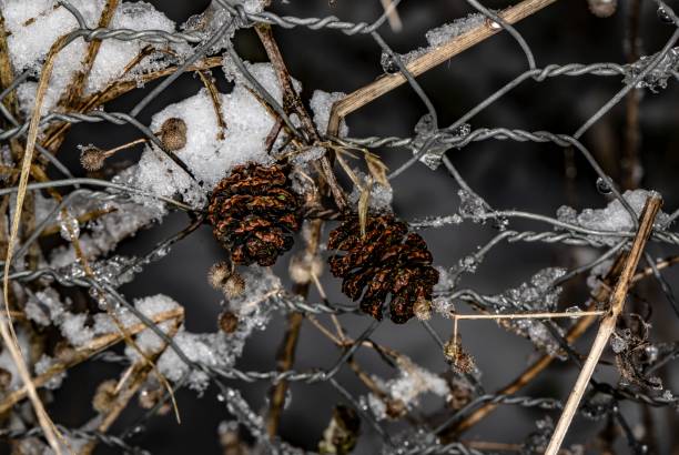 istock Pine Cones  & Dried Plants Caught In Winter Fence. 1326477897