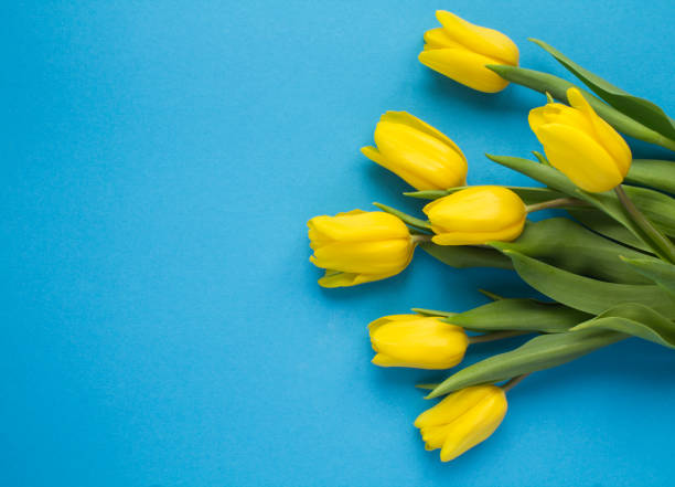 nahaufnahme auf gelben tulpen im blauen hintergrund - tulip blue close up cut flowers stock-fotos und bilder