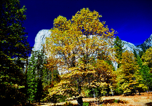 multicolored leaves falling from trees against the background of a bottomless blue sky in golden autumn