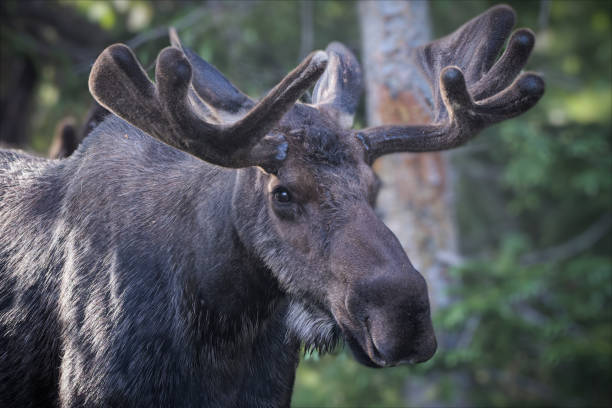 istock Moose in the Colorado Rocky Mountains 1326478948