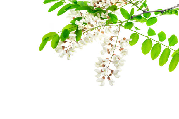 istock white acacia flowers on white isolated background 1326480417