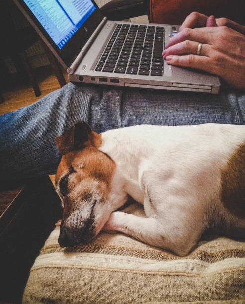 istock Man working on laptop with his senior dog sleeping next to him 1326481487