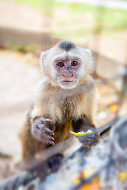capuchin monkey in a cage in captivity eating fruits looking stock photo