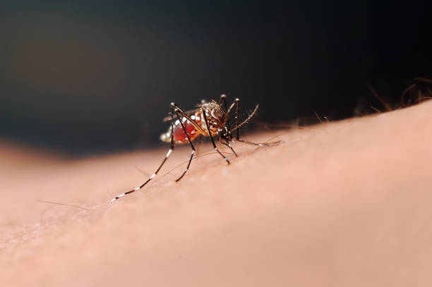 istock Mosquito sucking blood on human skin 1326481660