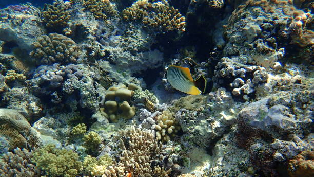 istock Chevron butterflyfish or triangulate butterflyfish, chevroned butterflyfish, V-lined butterflyfish (Chaetodon trifascialis) undersea 1326483831