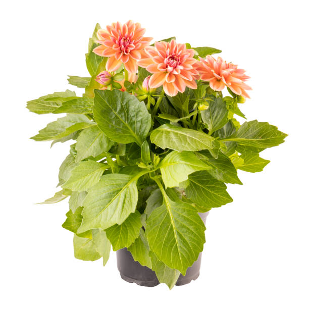 istock Blooming dahlia flower 1326483957