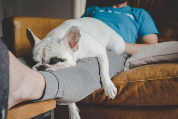 istock Tired dog resting on man's lap 1326483979