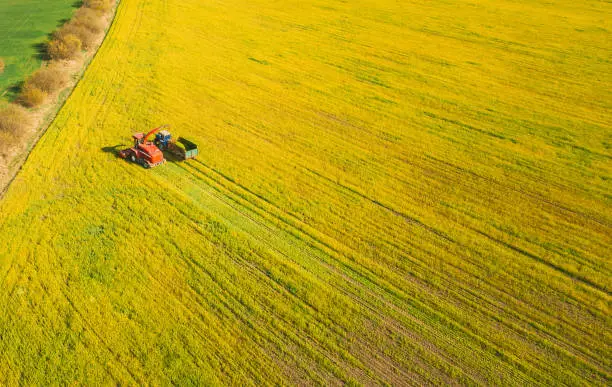 Aerial View Of Rural Landscape. Combine Harvester And Tractor Working Together In Field. Harvesting Of Oilseed In Spring Season. Agricultural Machines Collecting Blooming Rapeseeds Canola Colza. Elevated View.