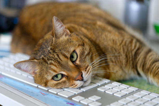 istock Own brown and black tabby cat lying on computer keyboard at home office on a summer evening. 1326485946