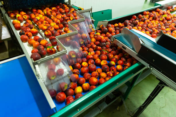istock Washed peaches on sorting conveyor belt in fruit packing plant 1326487072