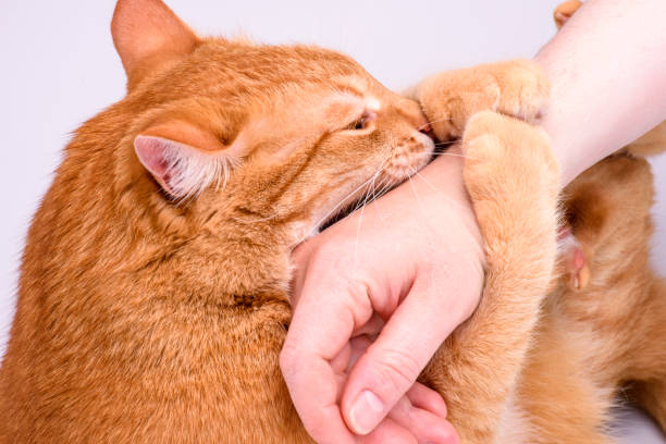 istock ginger cat gnaws hand close-up 1326487333