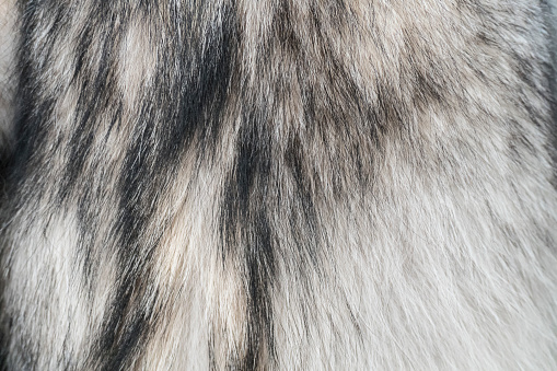 Fur of wolf close-up texture.