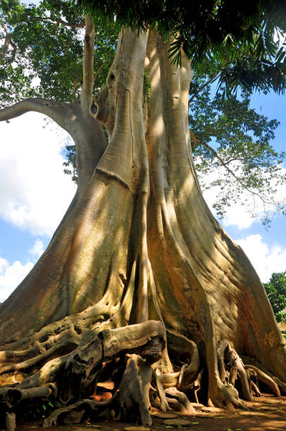 istock Big tree growth beside a small temple in the traditional village 1326487681
