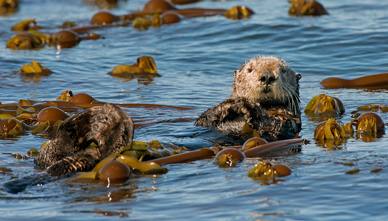 Close-up of wild sea otter (Enhydra lutris) banging shellfish on shoreline rocks, to open up the shellfish for eating.\n\nTaken in Moss Landing, California, USA.