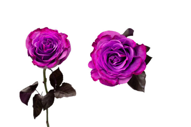 istock Purple rose isolated on a white background. 1326488297
