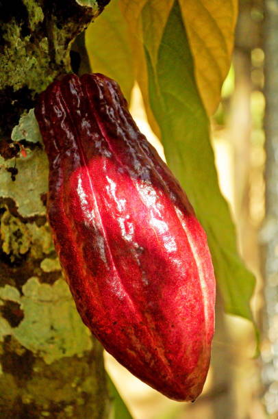 istock Red cacao fruit growth on the tree during a sunny day 1326488414