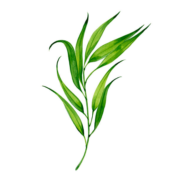 istock watercolor sprig of tarragon 1326489913