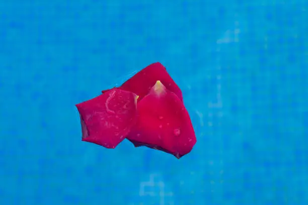 delicate red rose petals swimming in the blue water of a pool, minimalist floral close-up in the mediterranean sun, macrophotography for love and romantic occasions