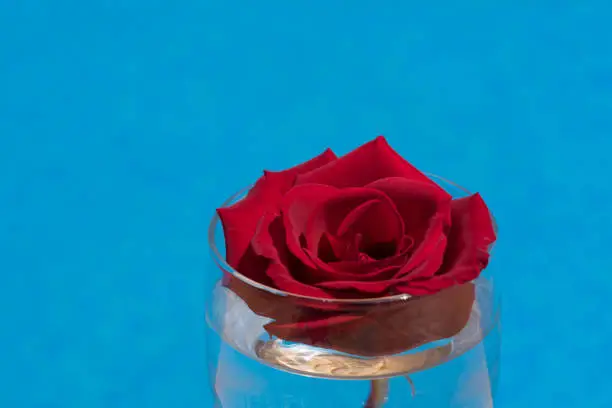 red rose blossom by the pool, floral close-up for love, celebration and romantic occasions