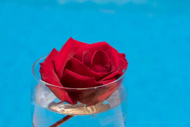 red rose blossom by the pool, floral close-up for love, celebration and romantic occasions