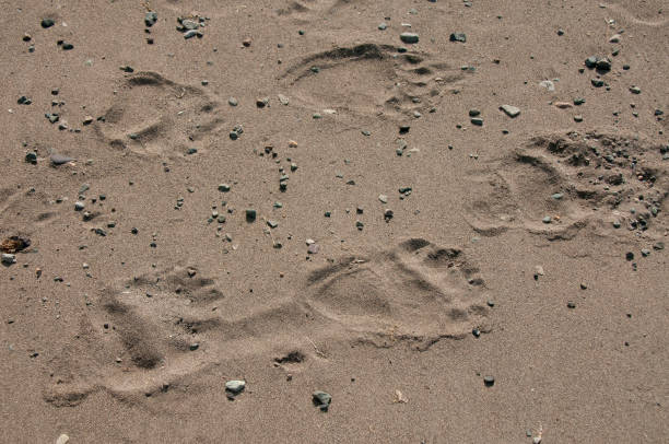 Grizzly Footprints On The Shore Of Lake Clark, Alaska