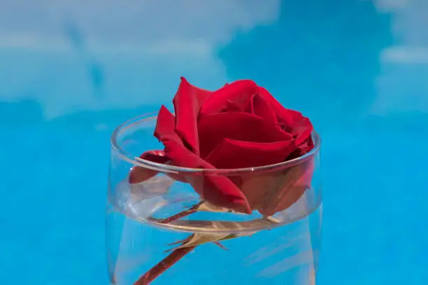 red rose blossom by the pool, floral close-up for love, celebration and romantic occasions