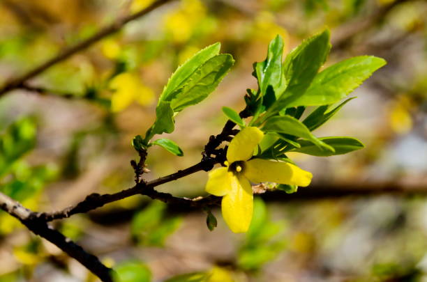 Tender spring blossoming Forsythia or Laburnum flowers on bare bush branches Tender spring blossoming Forsythia or Laburnum flowers on bare bush branches, Sofia, Bulgaria bright yellow laburnum flowers in garden golden chain tree image stock pictures, royalty-free photos & images