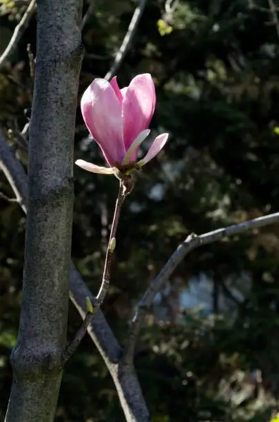Twig with pink flowers and buds of magnolia leaves in the spring in the garden, Sofia, Bulgaria