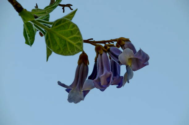 istock Purple flowers of the Jacaranda tree in Spring 1326491185