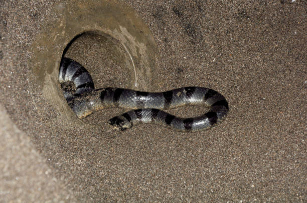 istock Sea Water snake with black and white color 1326492100