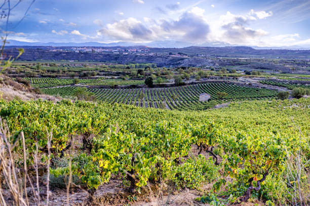 istock Rioja vineyard valley after the rain 1326492684