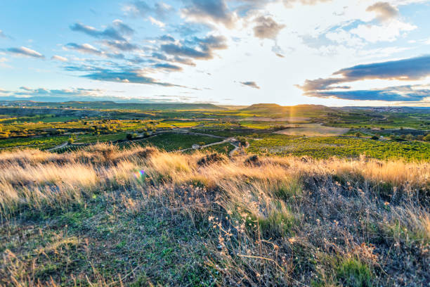 Rioja vineyards at sunset. Spain
