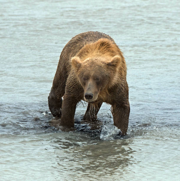 istock Grizzly Wading Through Lake Clark 1326493405