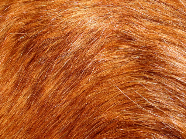 istock Orange Golden Retriever Hair 1326493421