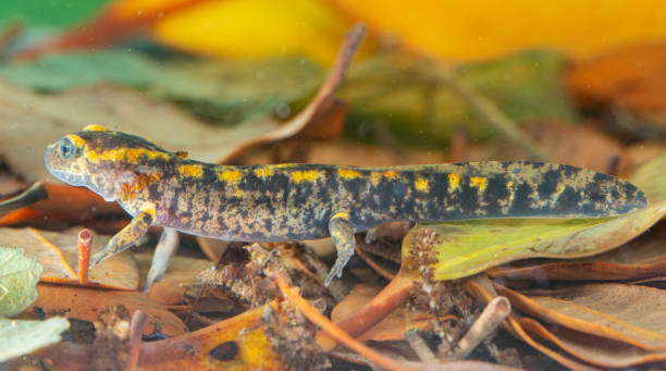 istock Juvenile salamander salamander 1326493730