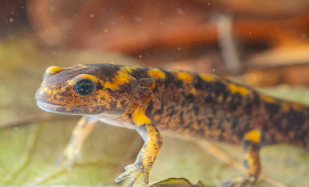 istock Juvenile salamander salamander 1326493731