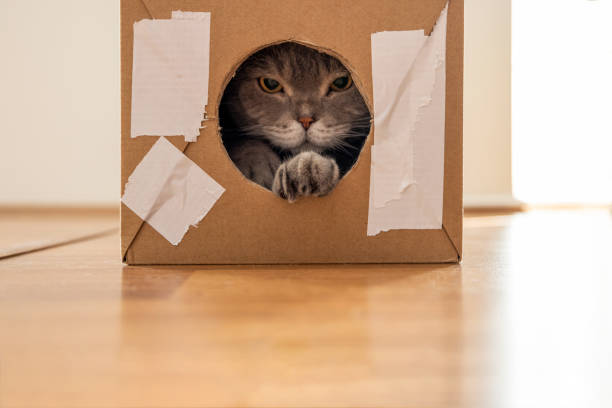 istock Curious cat inside the torn cardboard box looks out through the round hole. 1326494914
