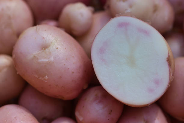 pommes de terre roses précoces fond d’alimentation plein cadre - raw potato organic human skin food photos et images de collection