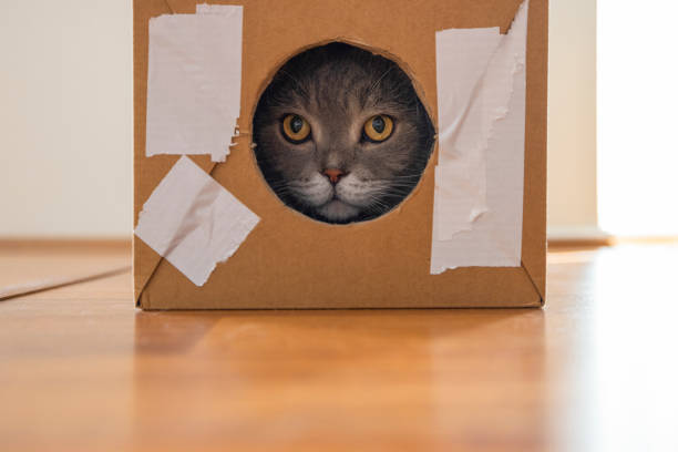 istock Curious cat inside the torn cardboard box looks out through the round hole. 1326494988