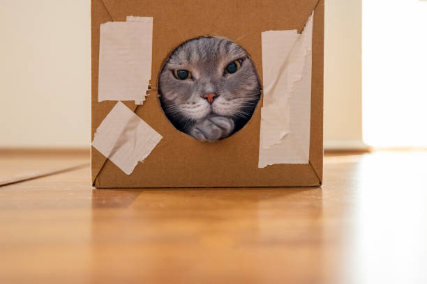 istock Curious cat inside the torn cardboard box looks out through the round hole. 1326494990