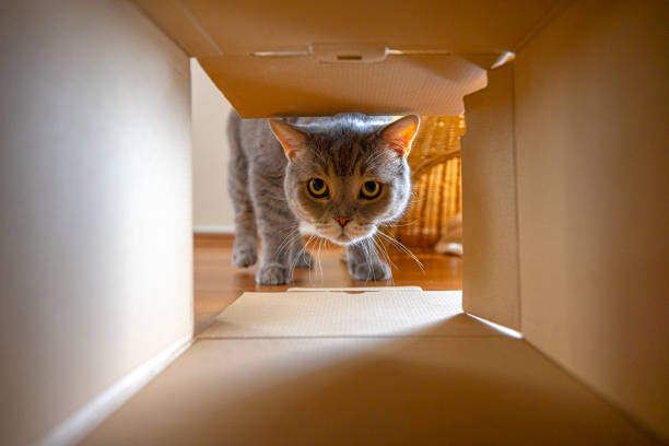 Curious cat is looking at what's inside the cardboard box. British short hair cat.
