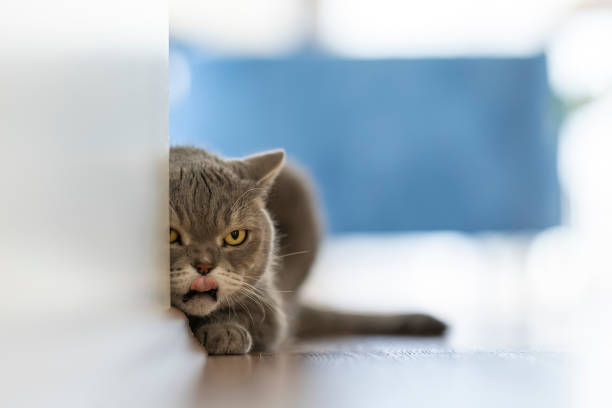 istock Fat cat hiding behind the wall 1326495750