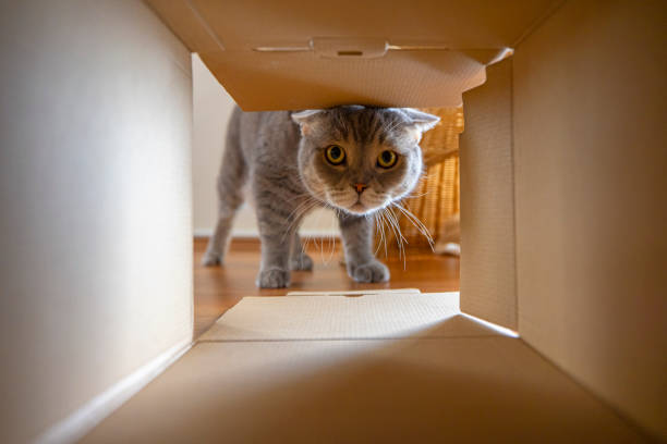 Curious cat is looking at what's inside the cardboard box Curious cat is looking at what's inside the cardboard box. British short hair cat. kitten gift stock pictures, royalty-free photos & images