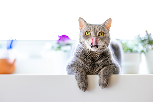 British shorthair cat posing on the corian kitchen counter.