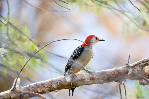 istock Male Red-Bellied Woodpecker 1326496851
