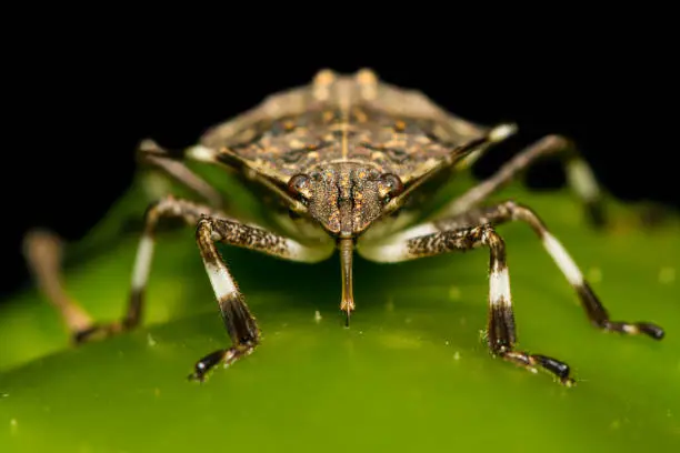 A close up of a Brown Marmorated Stink Bug feeding on a pepper in the garden.