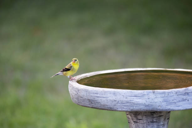 istock American Goldfinch 1326498061