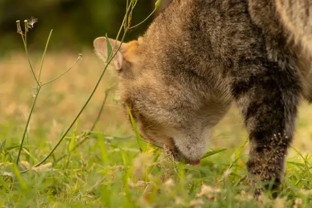 Photo of Beautiful Common European short-haired cat licking the grass. Popular domestic felines.