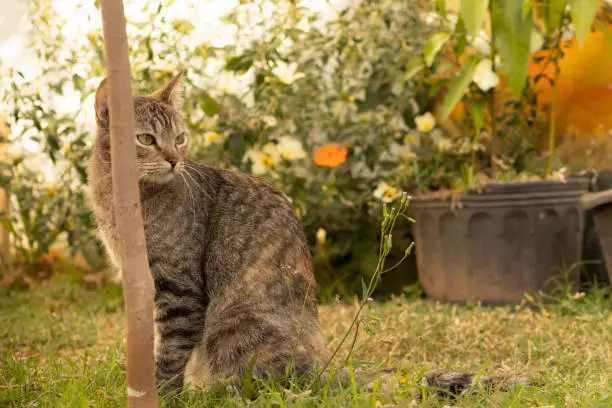 Photo of Cat in the garden observing the landscape. European short-haired common cat. Domestic cats.