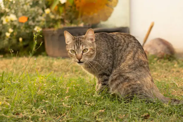 Photo of Common European shorthaired cat on the lawn looking at you with his head down. Domestic feline.